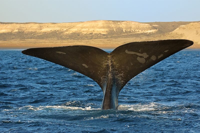 Baleine en Patagonie - Argentine