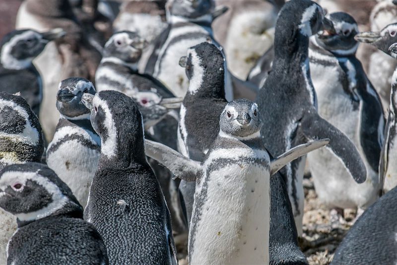 Manchots de Magellan - Chili