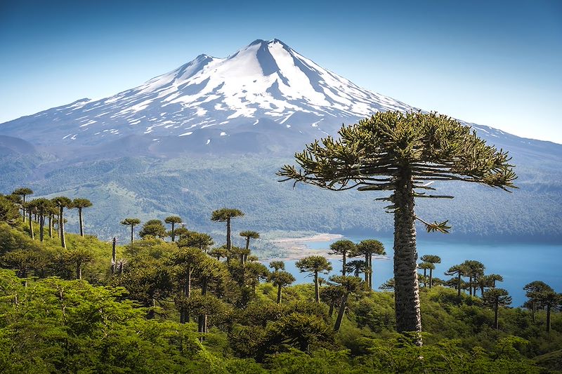 Parc national Conguillío - Chili