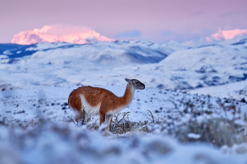Guanaco à Torres del Paine - Patagonie - Chili