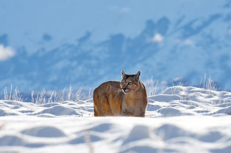 Puma à Torres del Paine - Patagonie - Chili