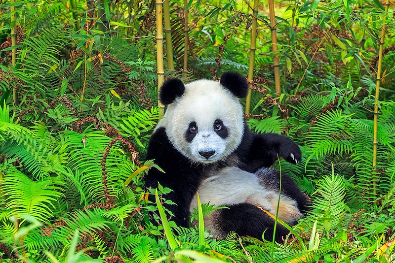 Voyage sur mesure les incontournables de la Chine en train: Grande Muraille, Pékin, Xi’an, rizières, temples, pandas, Hong Kong 