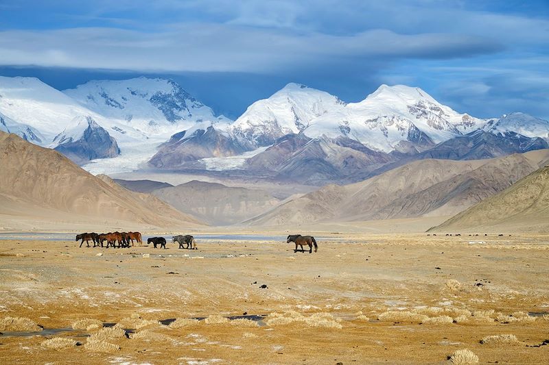 Chevaux dans les environs du lac Karakuli - Chine
