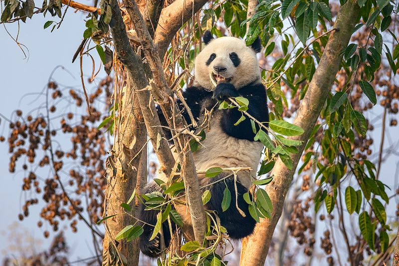 Panda géant - Chine