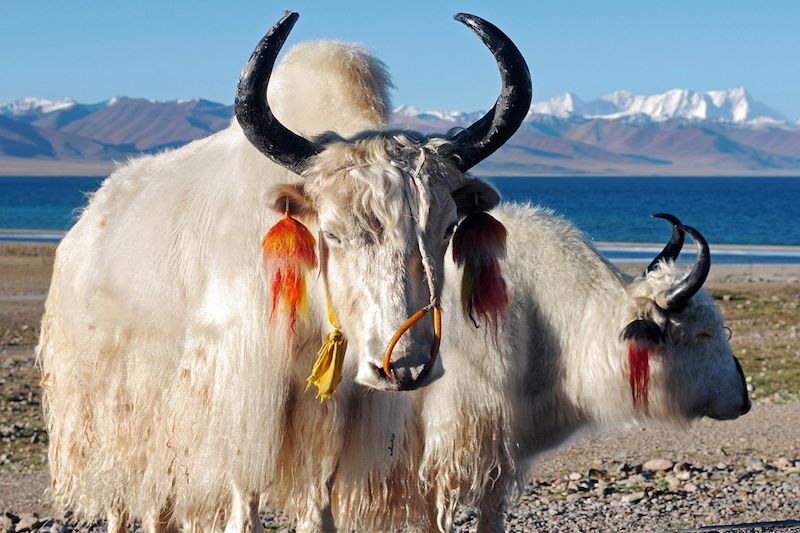 Allons flirter avec les étoiles au Tibet