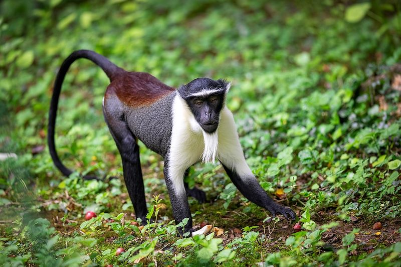 L'essentiel de la Côte d'Ivoire