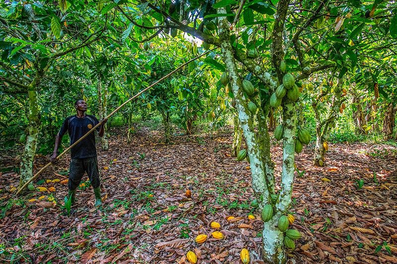 Plantation de cacao - Côte d'Ivoire