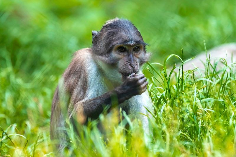 Singe Mangabey