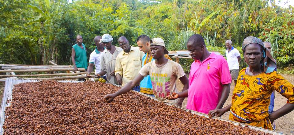Découverte exhaustive de la Côte d'Ivoire sur la thématique Café-Cacao: Plantation, Dégustation, Ascension et Immersion !