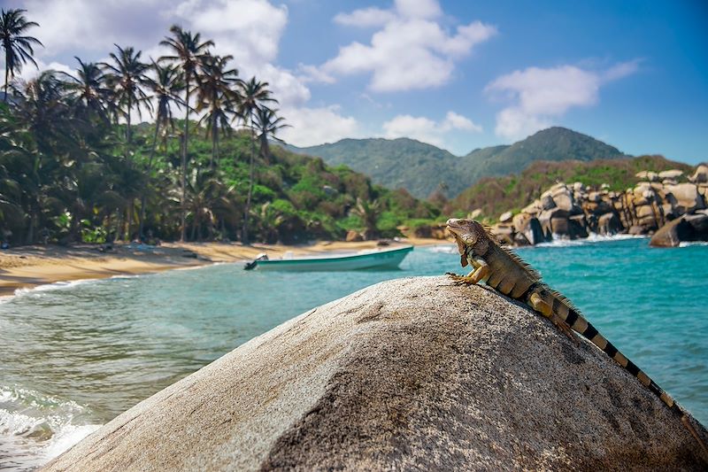 Iguane dans le parc national naturel de Tayrona - Colombie