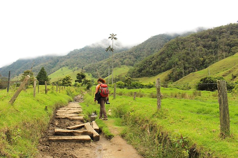 Vallée de Cocora - Quindío - Colombie