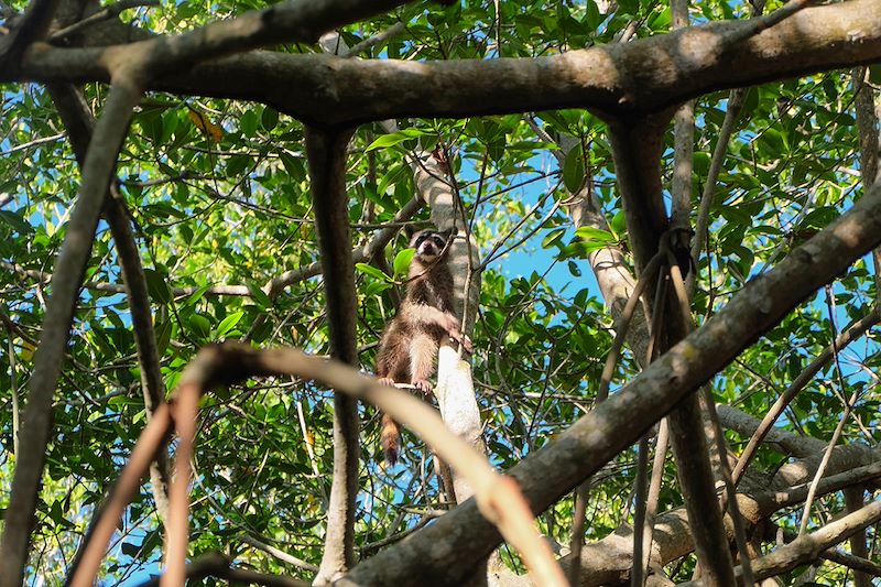 Raton laveur dans la Mangrove de La Boquilla - Carthagène des Indes - Colombie