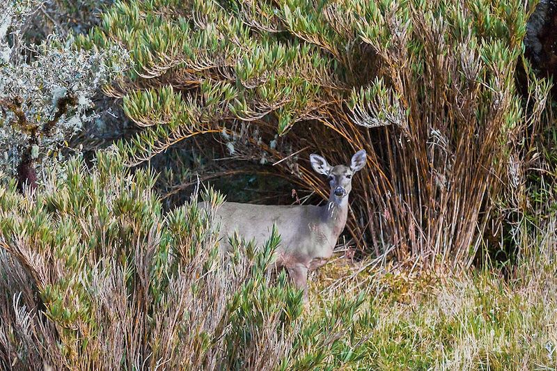 Cerf de Virginie - Paramo de Oceta - Mongui - Boyaca - Colombie