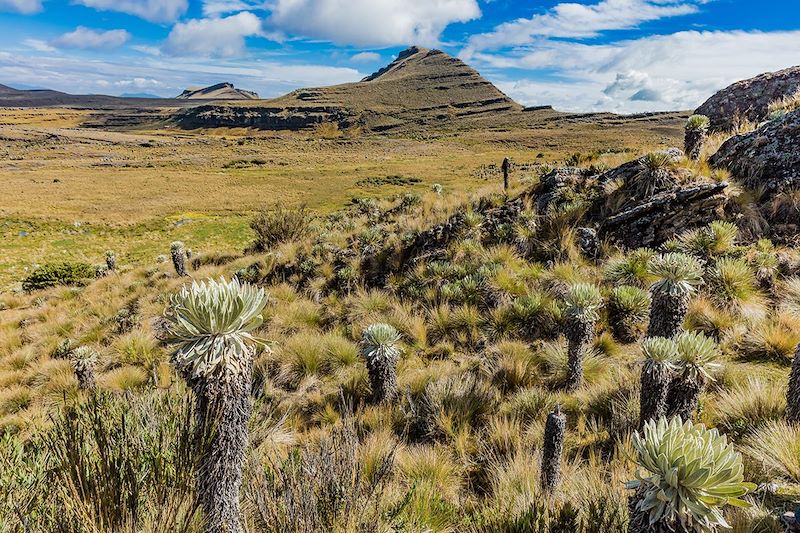 Paramo de Oceta - Mongui - Boyaca - Colombie