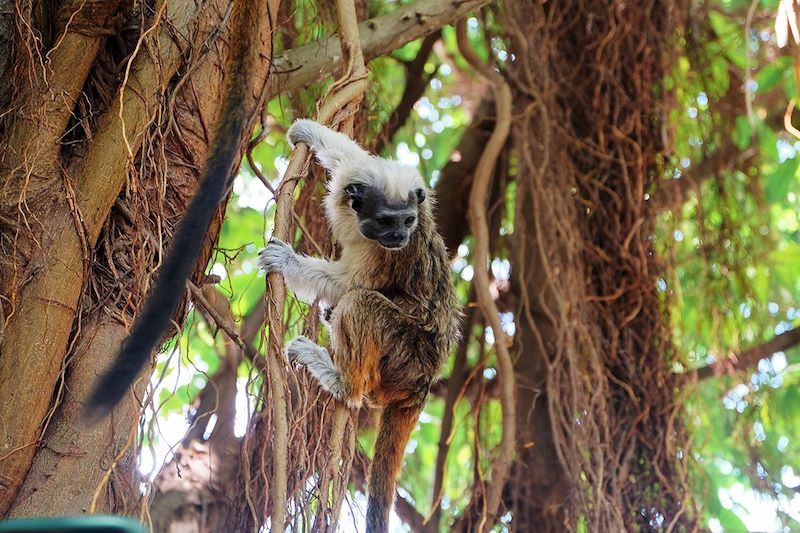 Singe (tamarin) à Carthagène des Indes - Bolívar - Colombie