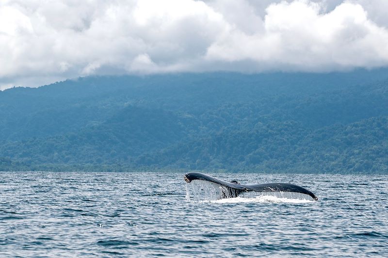 Baleine au large du Chocó - Colombie
