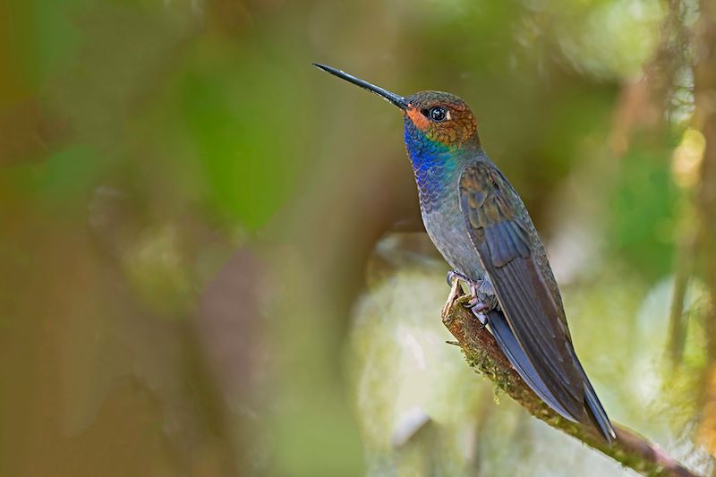 Colibri de Bouguer (Urochroa bougueri) - Chocó - Colombie