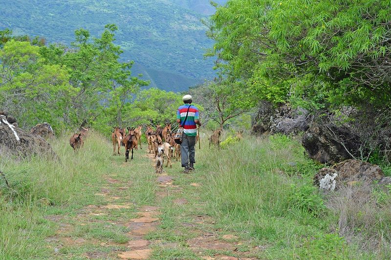 Balade jusqu'au village de Guane : rencontre avec un berger - Guane - Colombie