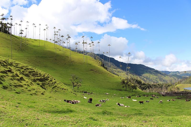 Vallée de Cocora - Salento - Colombie 