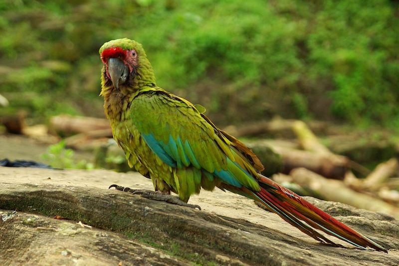 Perroquet - Randonnée vers la Cité Perdue - Colombie