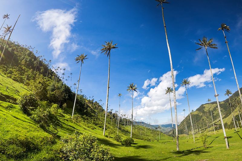 Vallée de Cocora - Salento - Colombie