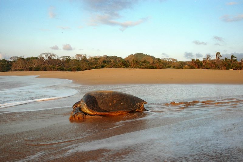 Tortue sur une plage d'Itsamia - Île de Mohéli - Comores