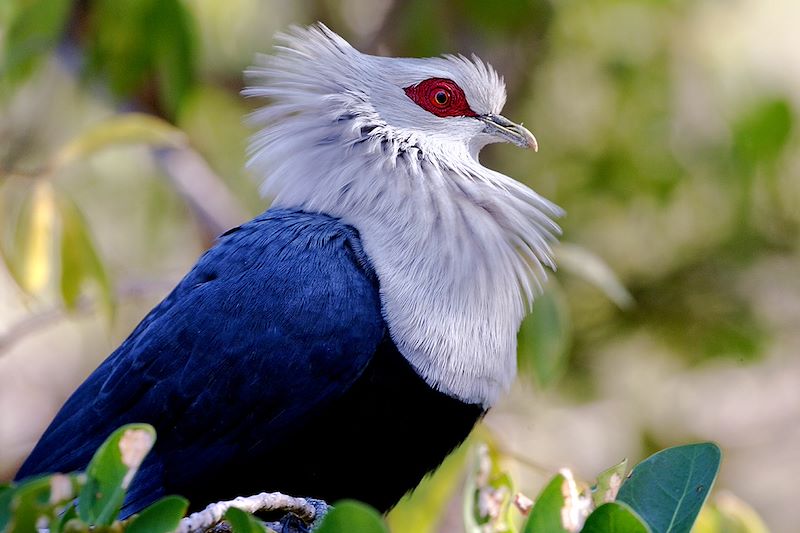 Founingo des Comores (Alectroenas sganzini)