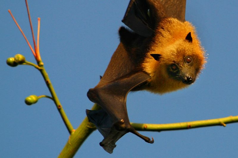 Renard volant des Comores (Pteropus comorensis) - Comores