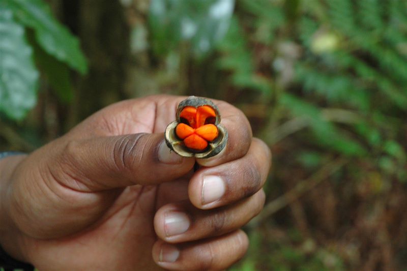 Flore à Karthala - Grande Comore - Comores