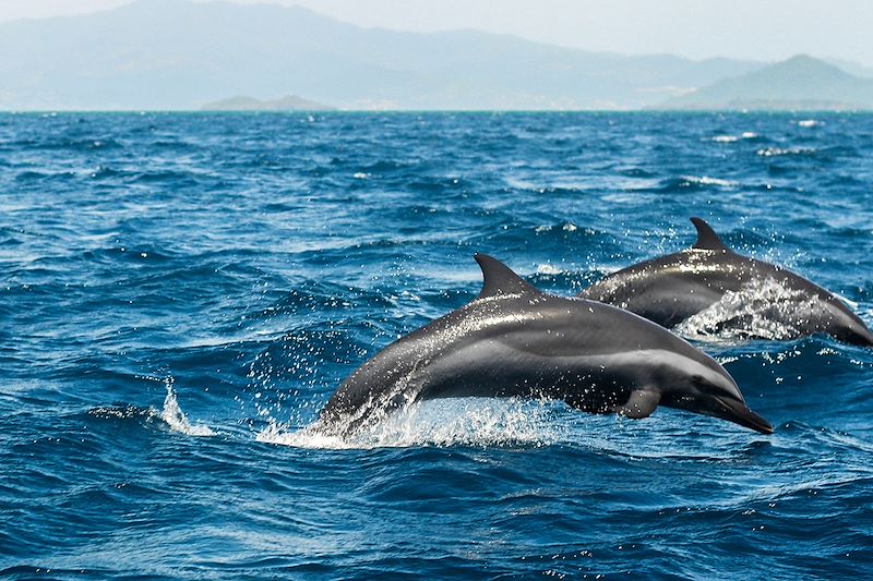 Dauphins - Canal du Mozambique