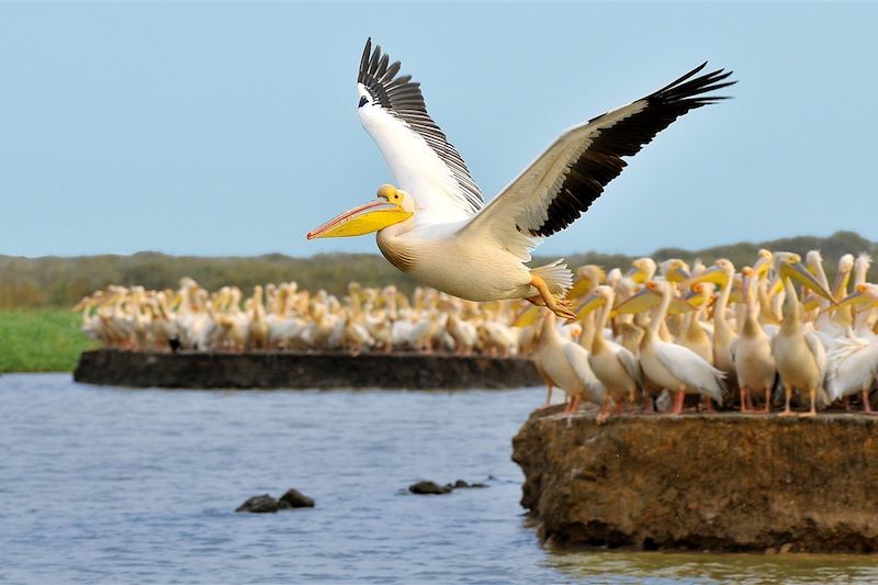 Pélicans dans le parc du Djouj - Sénégal