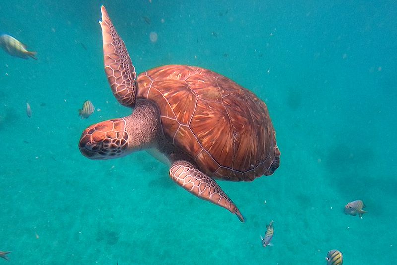 Tortue à São Pedro - Île de São Vicente - Cap-Vert