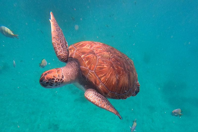 Tortue à São Pedro - Île de São Vicente - Cap-Vert