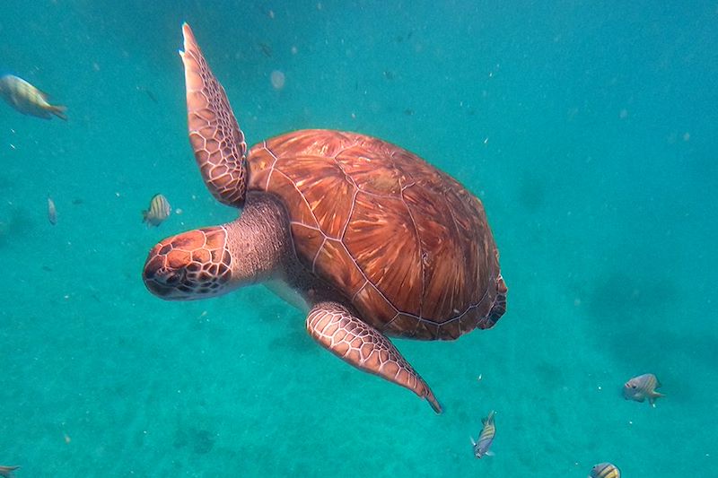 Tortue à São Pedro - Île de São Vicente - Cap-Vert