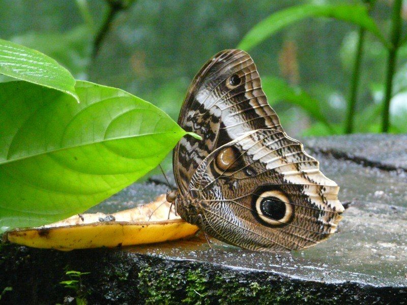 Costa Rica