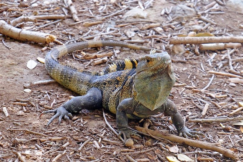 Iguane - Parc national Rincón de la Vieja - Guanacaste - Costa Rica