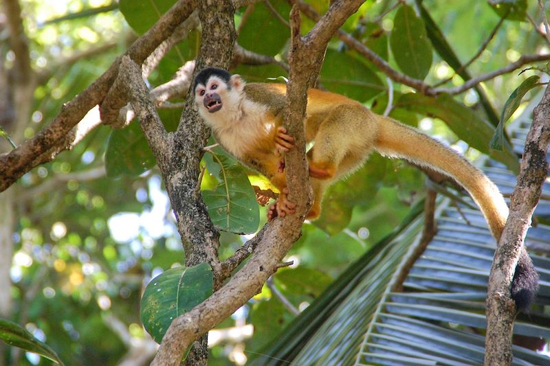 Singe dans les arbres - Costa Rica