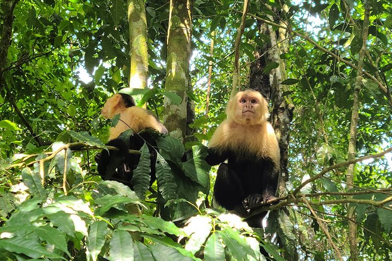 Singes capucins au parc national Manuel-Antonio - Puntarenas - Costa Rica