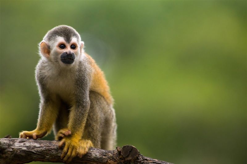 Singe-écureuil dans le parc national Manuel Antonio - Costa Rica - Amérique centrale