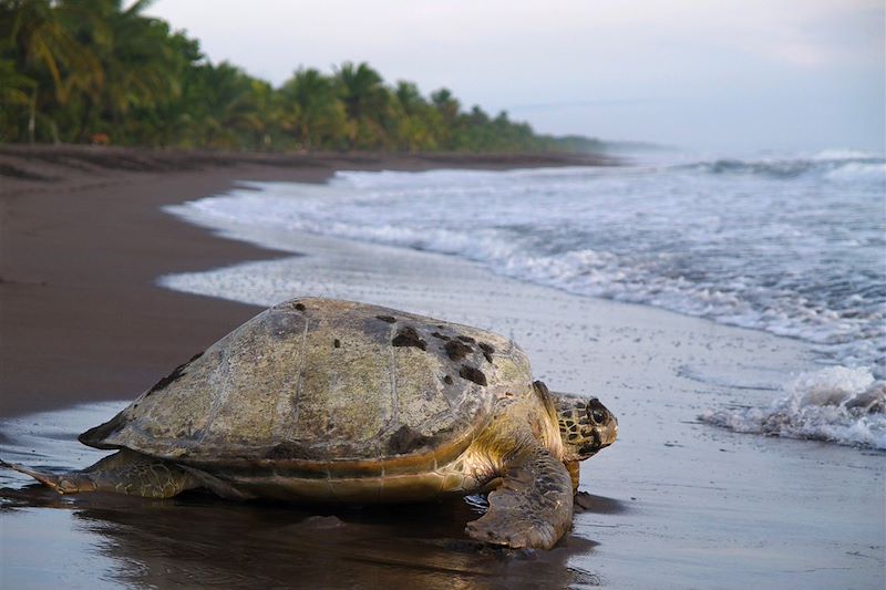 Tortue dans le parc national de Tortuguero - Limon - Costa Rica - Amérique centrale