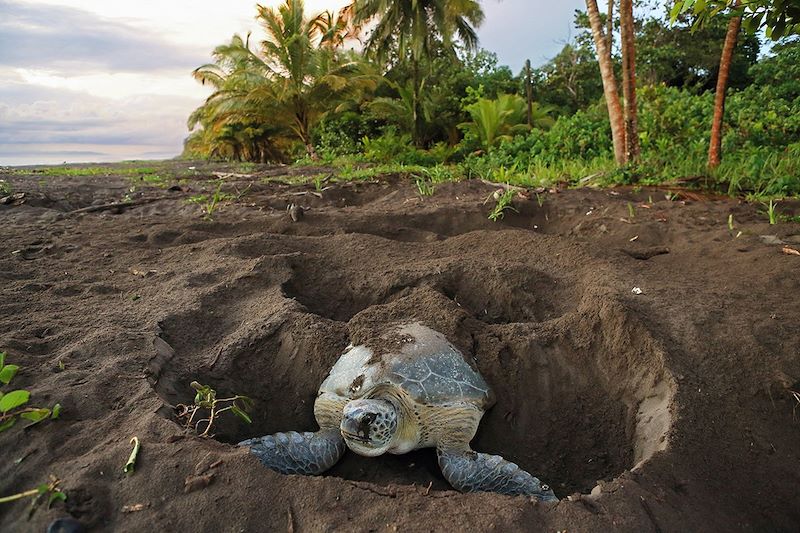 Ponte d'une tortue verte - Parc national de Tortuguero - Costa Rica