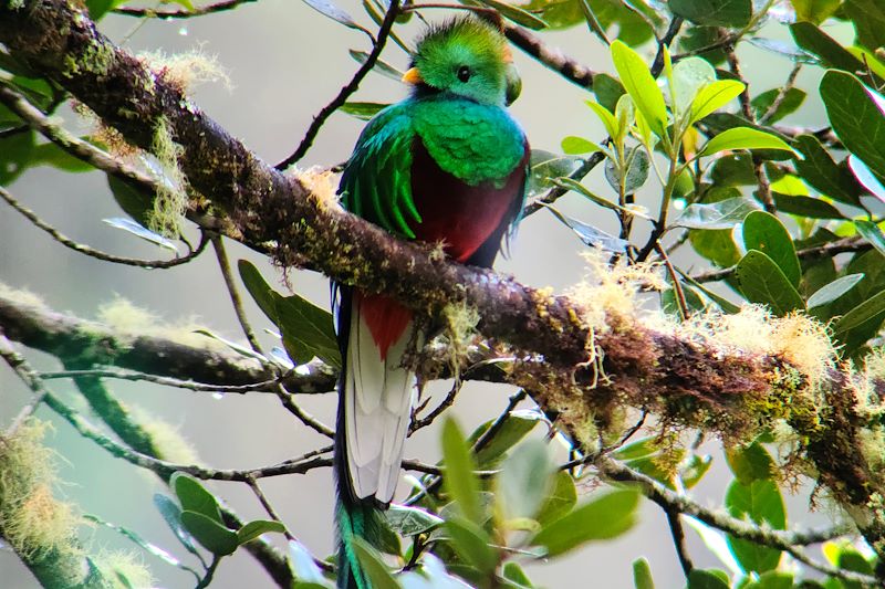 Quetzal à San Gerardo de Dota - Costa Rica