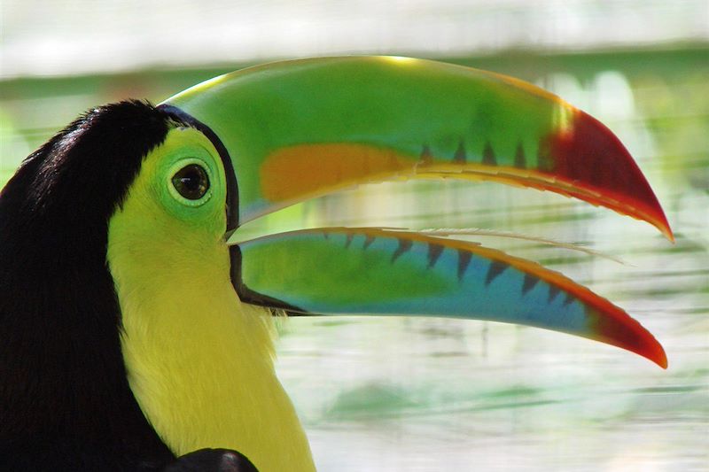 Volcans, toucans & cie