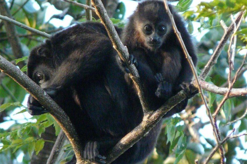 Singes sur l'île d'Ometepe - Nicaragua