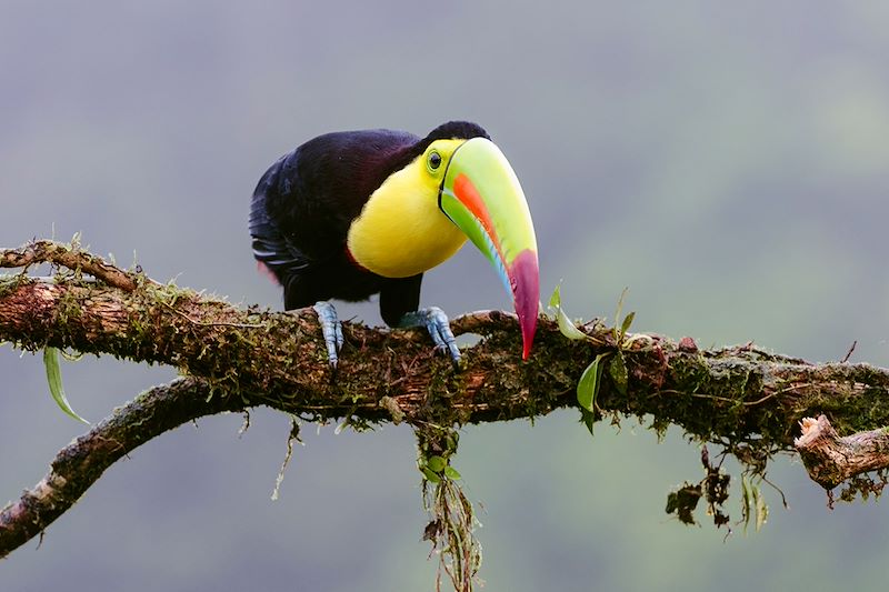 Toucan à carène - Boca Tapada - Costa Rica
