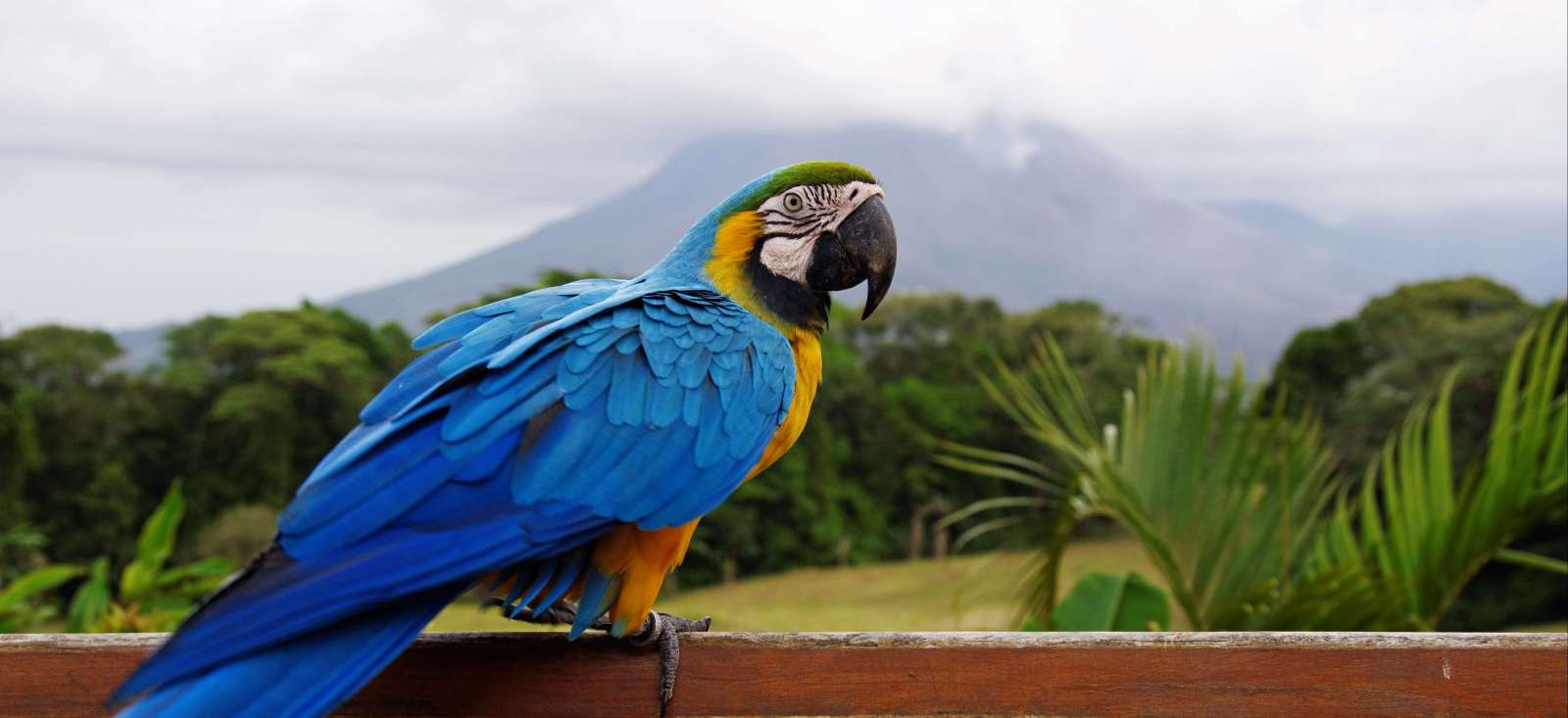 Voyage roadtrip - Costa Rica : Une semaine au pays de l\'or vert!