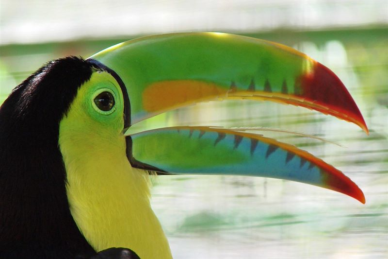 Toucan - Costa Rica