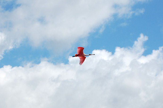Oiseau spatule - Costa Rica