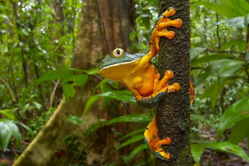 Découverte des incontournables du Costa Rica en famille entre volcan, jungle, forêts, plages, cascades et piscines naturelles !