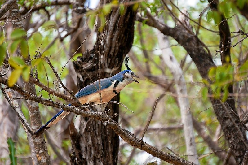 Parc national Santa Rosa - Guanacaste - Costa Rica